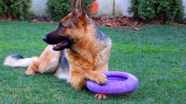 Развитие хватки. Немецкая овчарка Дана. German Shepherd.