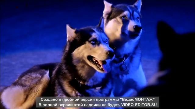 Дрессированные собаки Сибирские хаски в цирке Анаста?