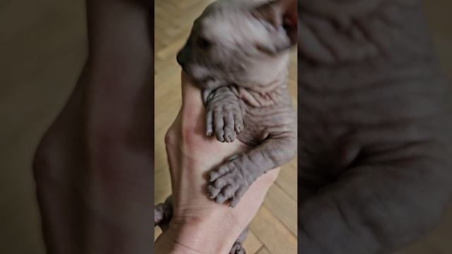 Котик двэльф  родился 02.04.25