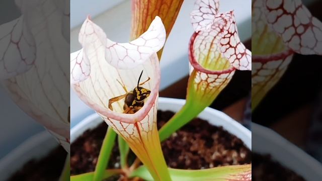 👿Саррацения Лейкофилла 😋🐝