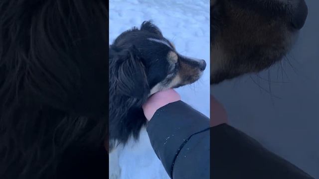 Бордер Коли Border Collie Dog Breed мой пес