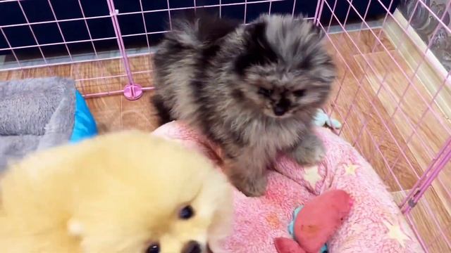 Щенки померанского шпица в питомнике Морошка мама. 📲