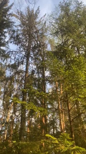 Весенний лес и пение птиц под Петербургом, Ленобласть. Зубры и зубропитомник. Что посетить в Питере?