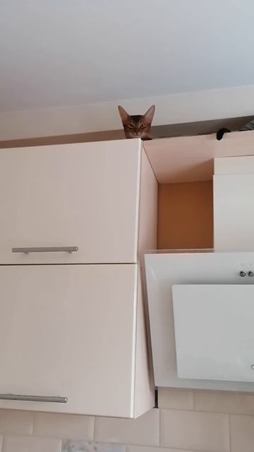 Кошкин дом