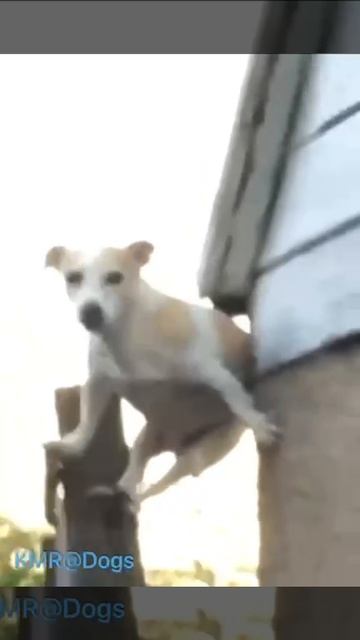 Побег не удался😂 ( видео про собак )