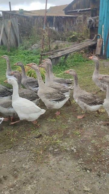 На улицах деревни 🪿