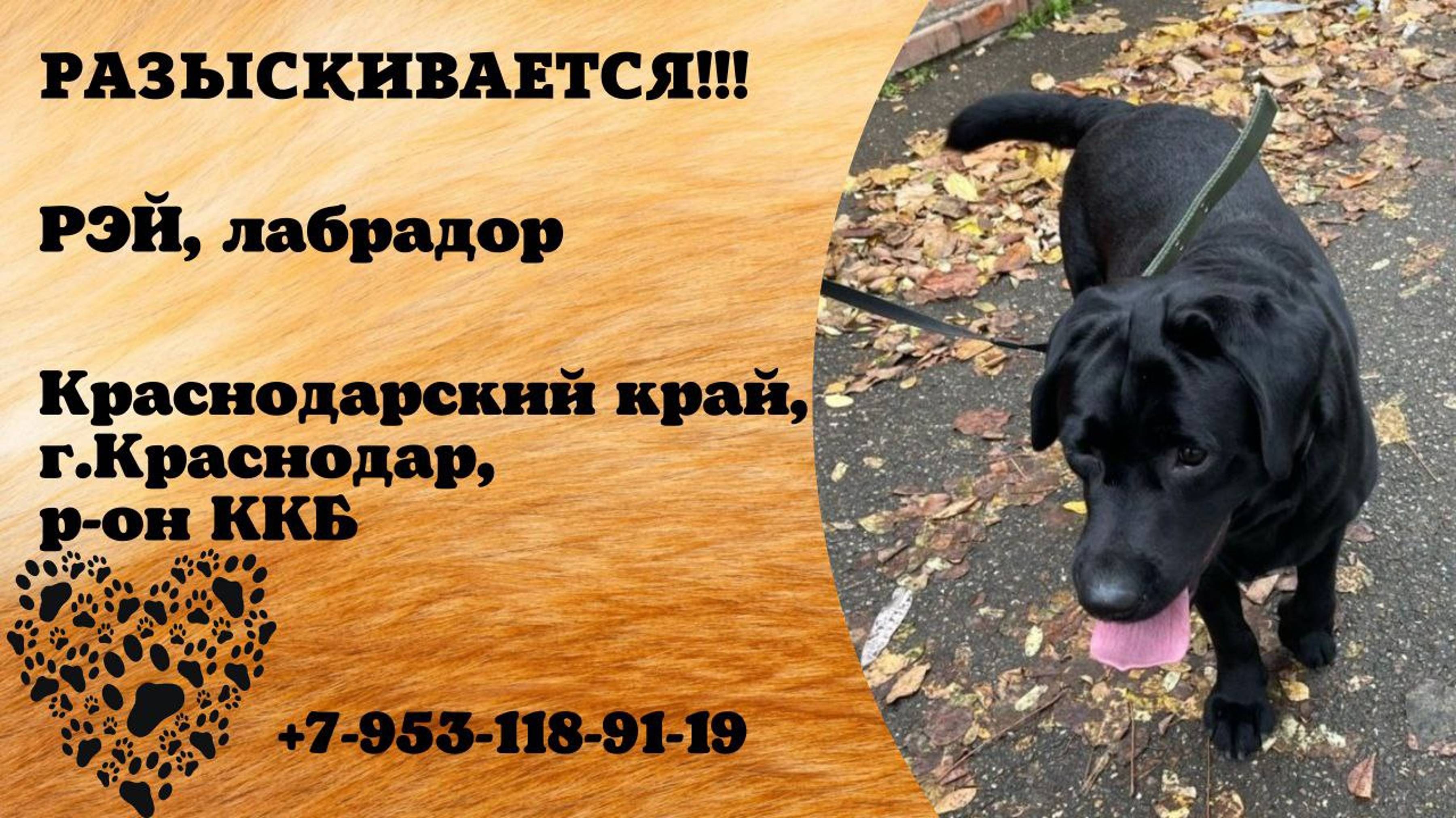 Пропала собака. РЭЙ. Лабрадор. Краснодарский край,г.Краснодар