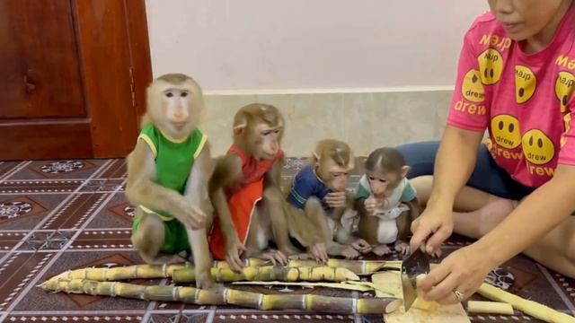 🐵Обезьянки едят😀 САХАРНЫЙ ТРОСТНИК Жуют Смакуют За обе щеки пихают🔥
