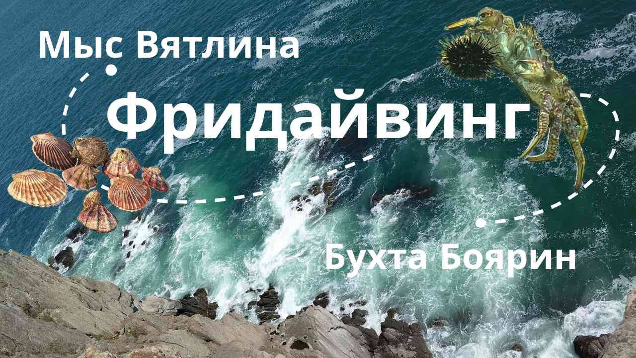 Дно морское #приморскийкрай #travel #японскоеморе #владивосток #freediving #фридайвинг #vladivostok