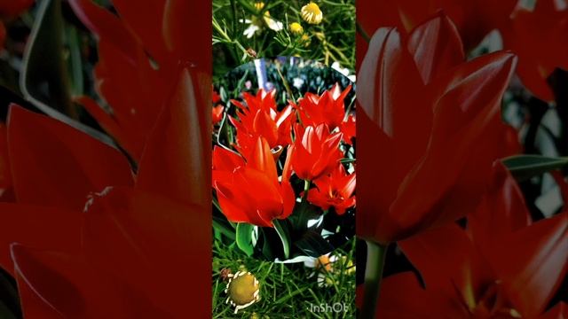 23-05-2025 Утренняя прогулка " Вальс цветов"
