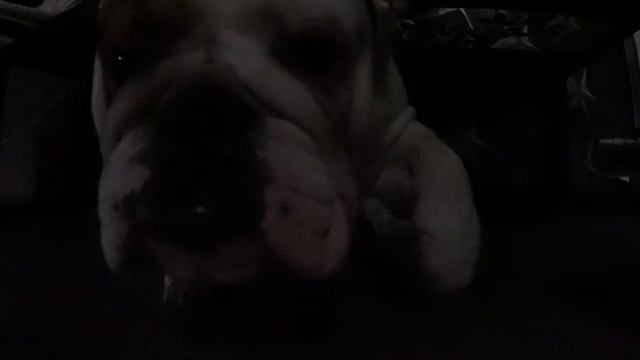 Bulldog vs action cam - Бульдог vs экшн камера