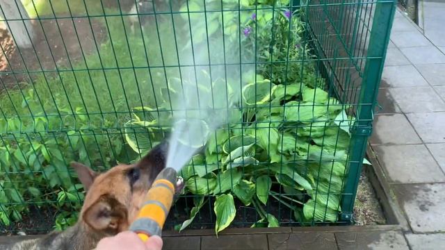 Собака пьёт воду из шланга .