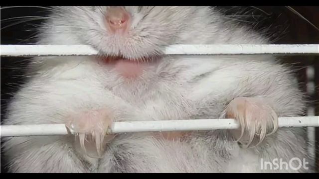 Урок 11.Зубки хомячка. 🐹🐹🐹