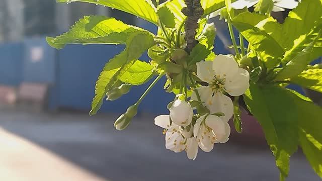 Цветущие вишни