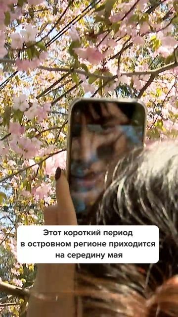 Вертикаль сакура 23-05-25