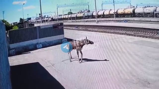 😱 Причина повреждения ног у лося, Железнодорожный вокзал