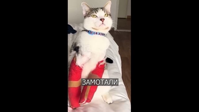 Кот ходит В ГИПСЕ после падения с 7 этажа - 2024 год