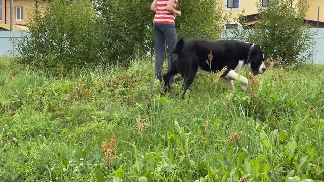 Малыш,17.5 мес.93 см.БУЛЬДОЗЕРА, ТОПАЗА линии.САО/алабай.Р