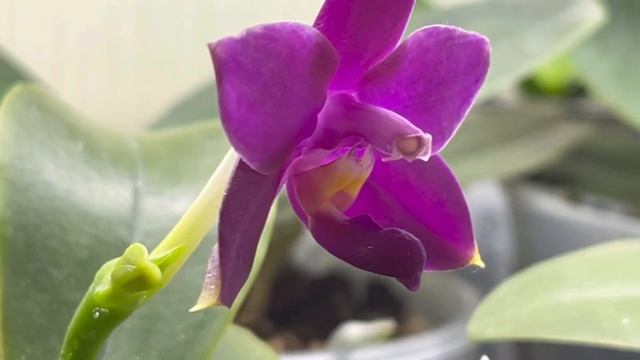 ПЕРВОЕ ЦВЕТЕНИЕ АЗИАТСКИХ АРОМАТНЫХ ОРХИДЕЙ🧐😊🌺