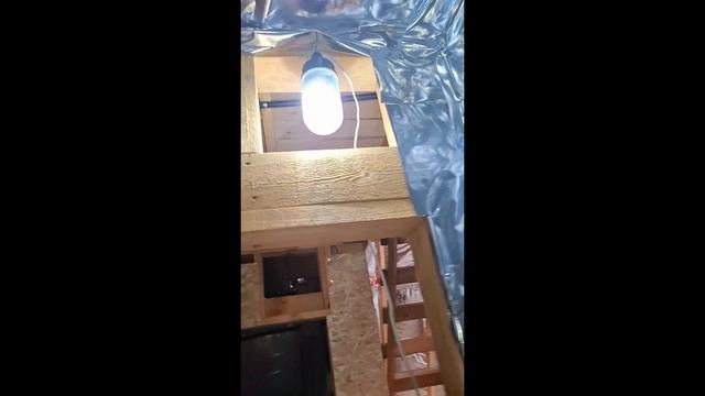 1000024376.mp4 (Собака смотрит на электроснабжение нового дома А-фрейм)