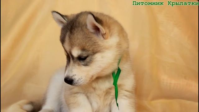 5 - Щенки хаски -  девочка  питомник Крылатки