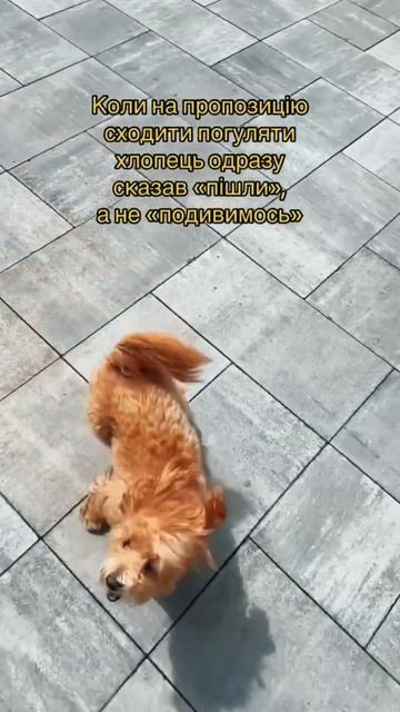 Подивимось😏 #домашниеживотные #собака #мальтипу #шпиц