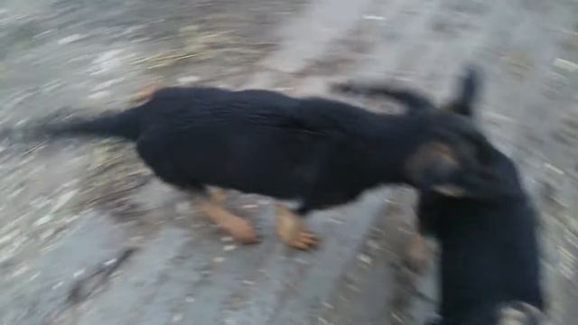 Щенки немецкой овчарки