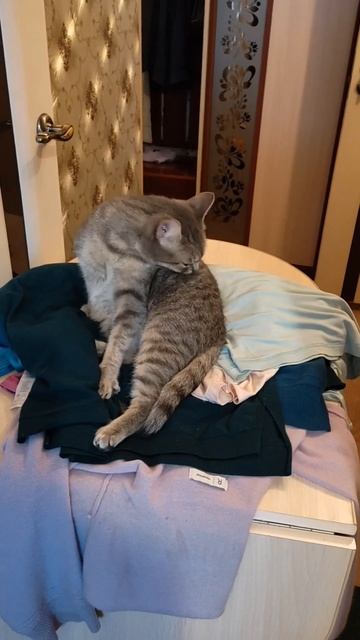 Шкафы двигают, все вынимают и обратно складывают. Мне лечь негде. Здесь мягко, полежу.