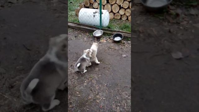 Щенки лайки