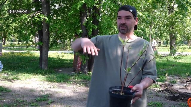 В Барнауле прошла одна из самых трогательных всероссийских акций – "Росток памяти"