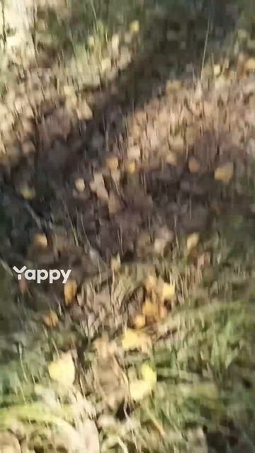 1000006387.mp4