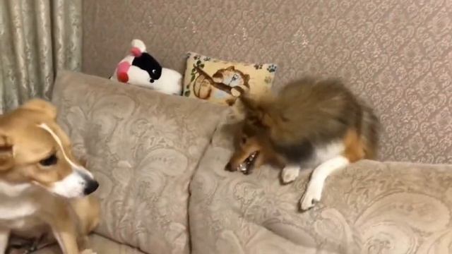 Шелти не сдаётся