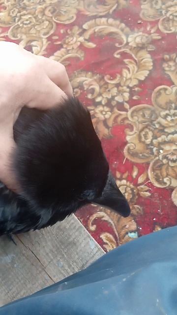 VID_20250420_113638.mp4