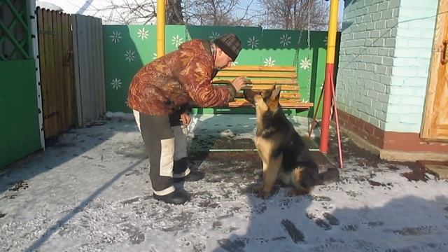 Тренировка овчарки по кличке "Вайс" 8 месяцев, от друга