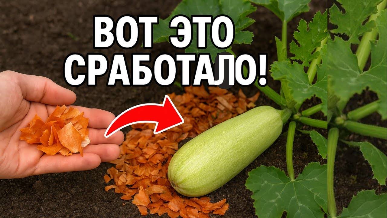 Как увеличить урожай кабачков? 🥒 2 кухонных секрета, которые работают лучше удобрений!