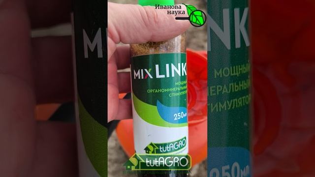 ЛИСТЬЯ ЛУКА и ЧЕСНОКА НИКОГДА НЕ ПОЖЕЛТЕЮТ! Используйте эту подкормку для отличного урожая чеснока.