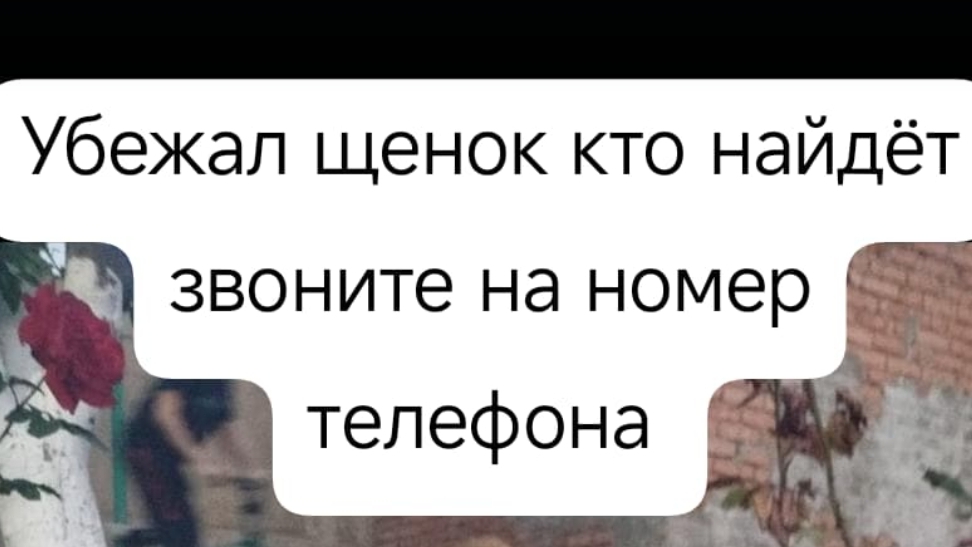 ребята попала собака кто найдёт званите по номеру +79285124384