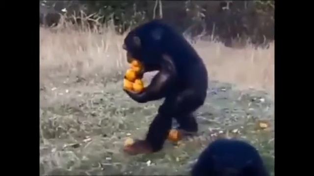 жадность не порок