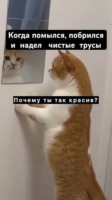 МУЖСКАЯ ЛОГИКА