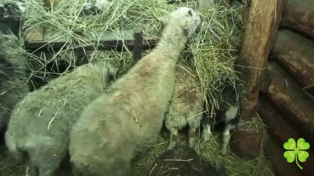 Бараны .кормление . Хозяйство 🧺