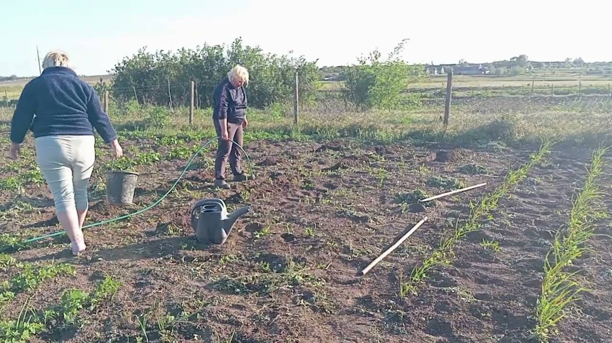 НАТАЛЬЯ ГУБАРЕВА. ПОСАДИЛИ С СЕСТРИЧКОЙ ПОМИДОРЫ