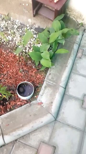 VID_20250523_180914.mp4