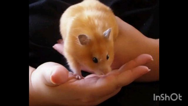 Урок 5.Если хомяк кусается. Что делать? 🐹🐹