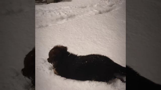 2 месяца щенку немецкая овчарка