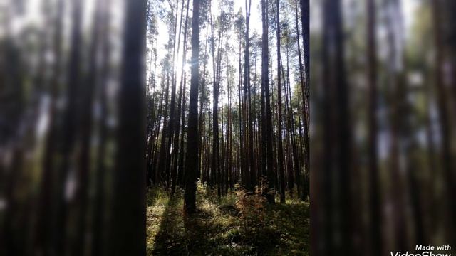 Дары// сибирских лесов//