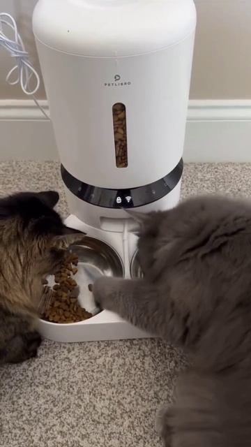 Котики