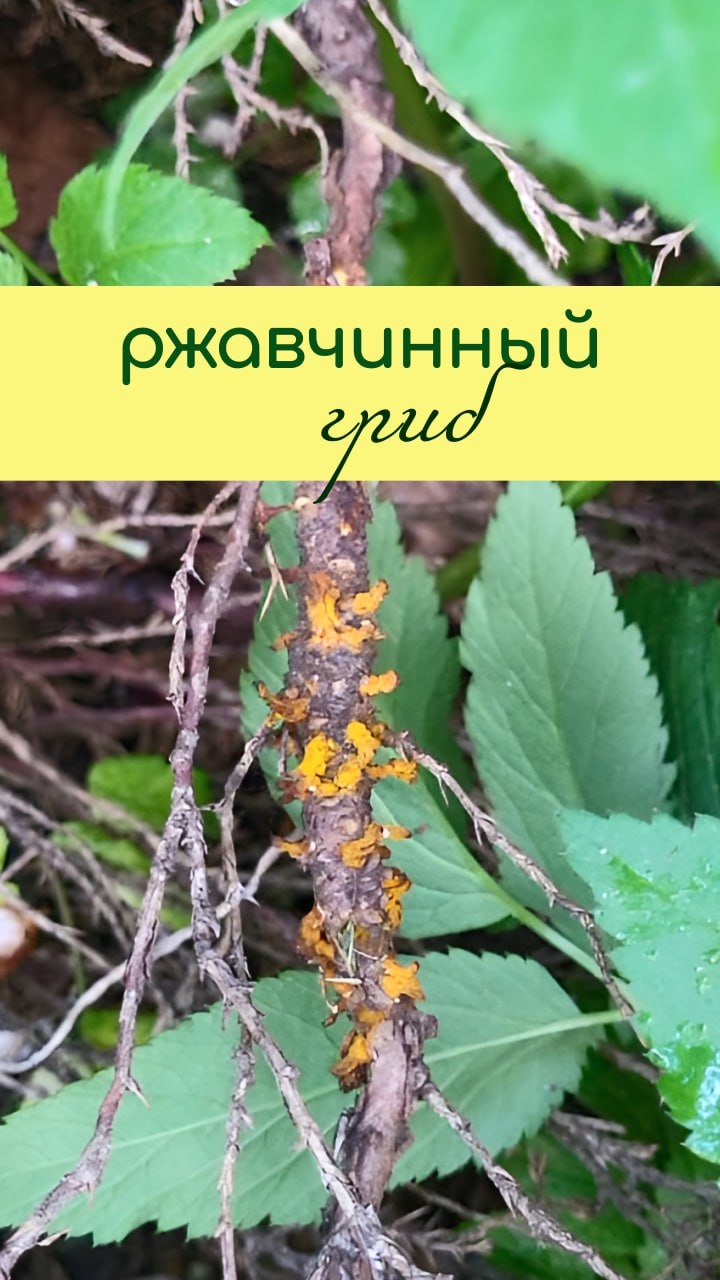 РЖАВЧИНА на груше и можжевельнике