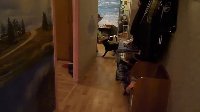 Добрый питбуль
