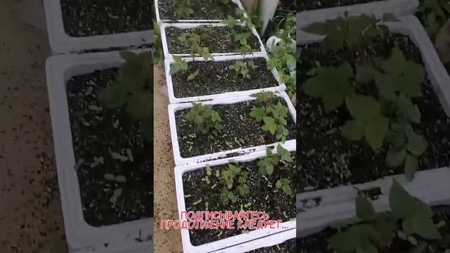 Новый проект 2