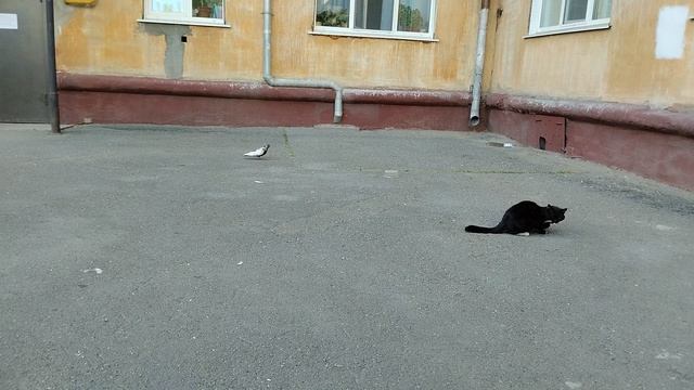 Танго Голубя и Котэ 👀😅